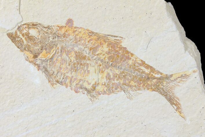 Bargain, Fossil Fish (Knightia) - Wyoming #126027